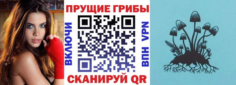 Купить закладки  Западная Двина  Псилоцибиновые грибы Psilocybe 